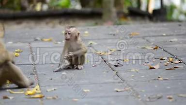 可爱的小猴子。 小猴子。 一只小猴子
